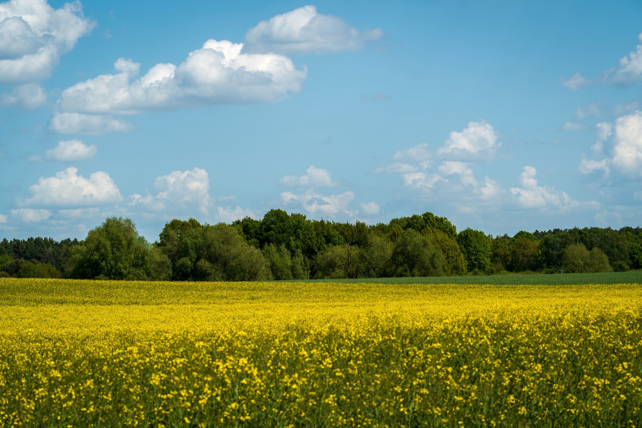 A field of flowering yellow flowers under a blue sky
                  with cumulus clouds, and a dense treeline
                  along the horizon.